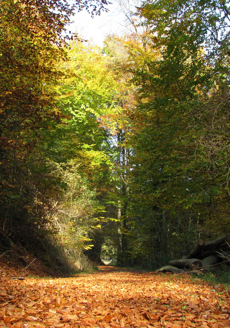 Waldspaziergang