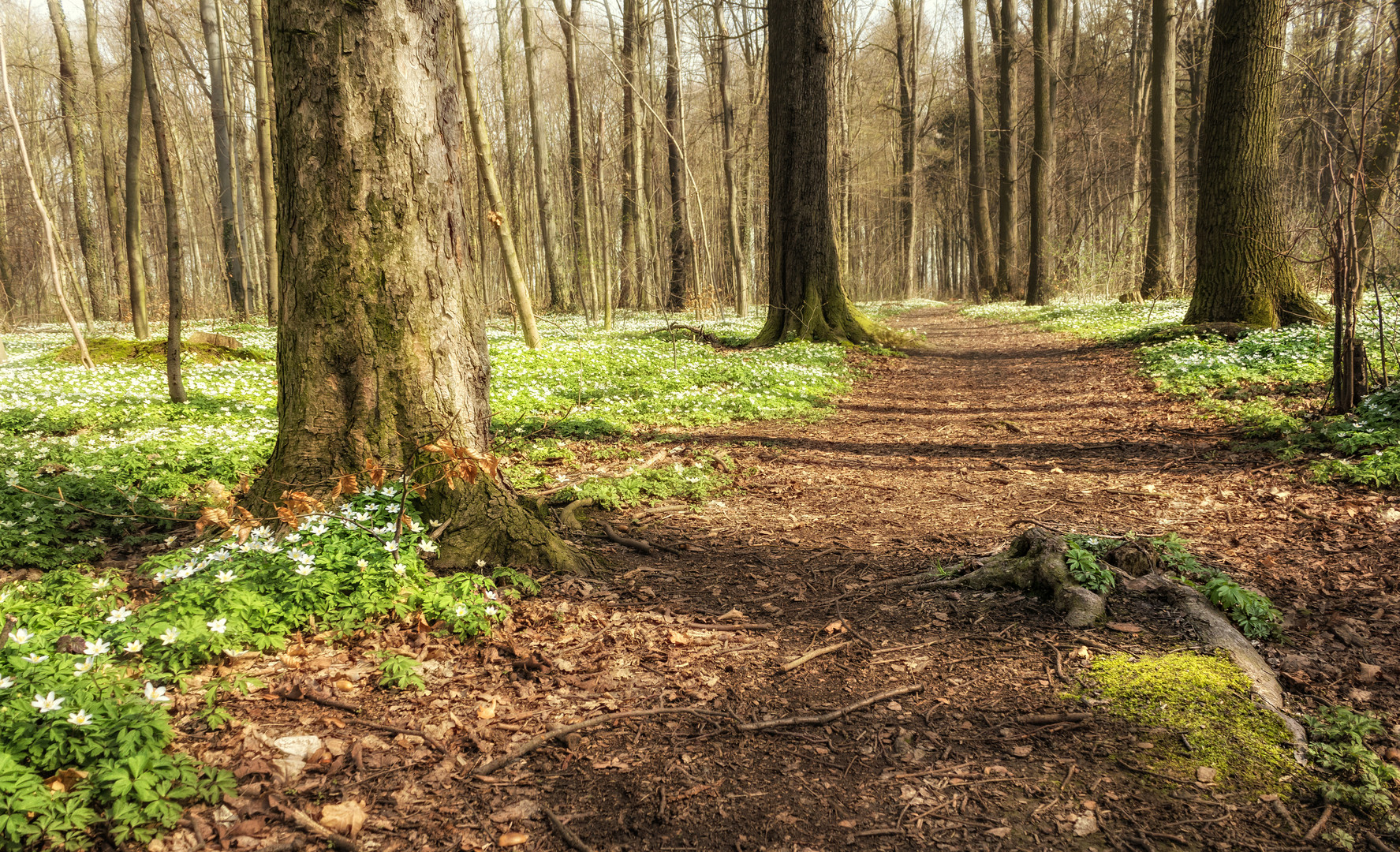 Waldspaziergang