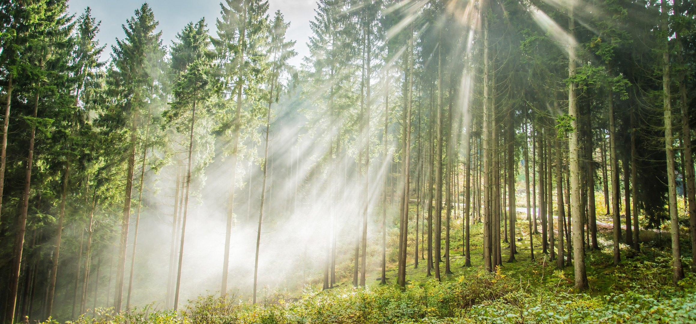 Waldspaziergang