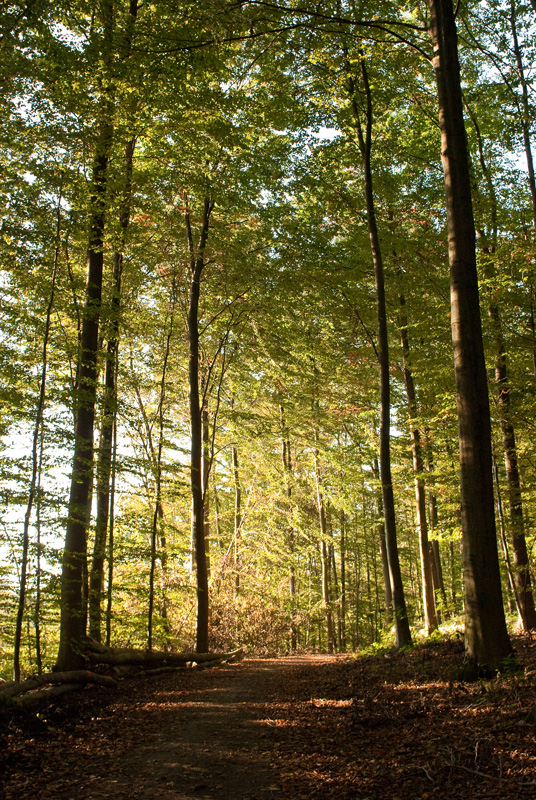 Waldspaziergang