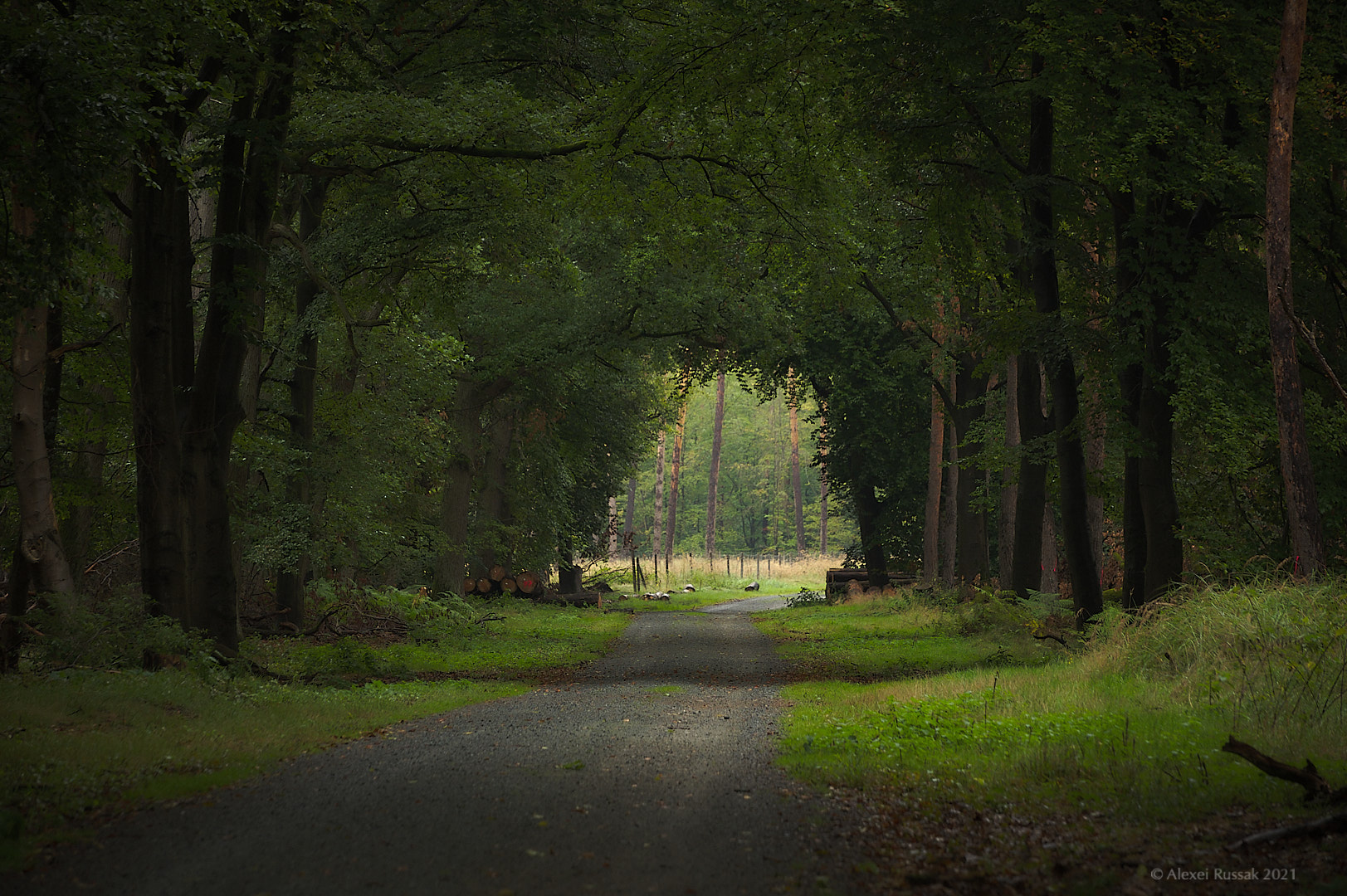 Waldspaziergang #3