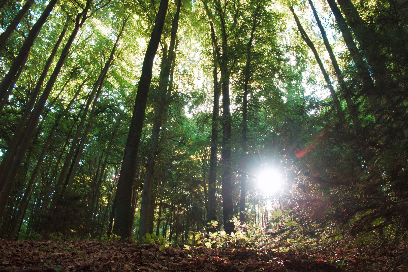 Waldspaziergang