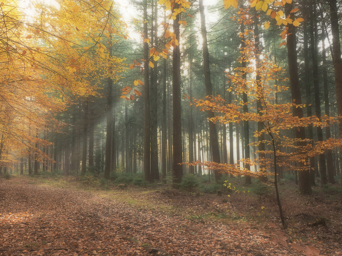 Waldspaziergang