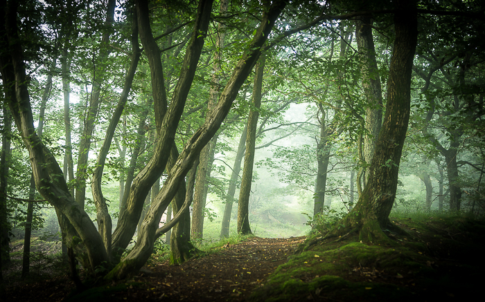 Waldspaziergang