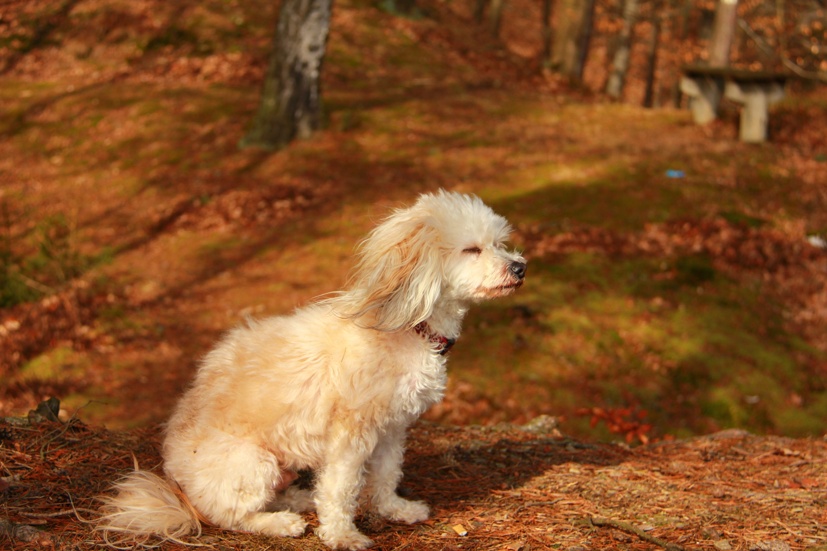 Waldspaziergang