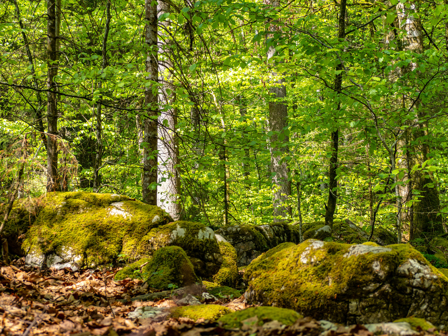 Waldspaziergang