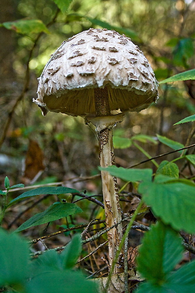 Waldspaziergang