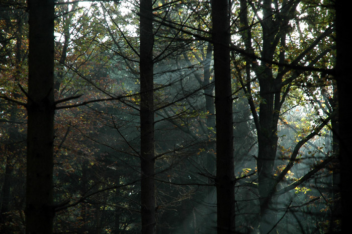 Waldspaziergang