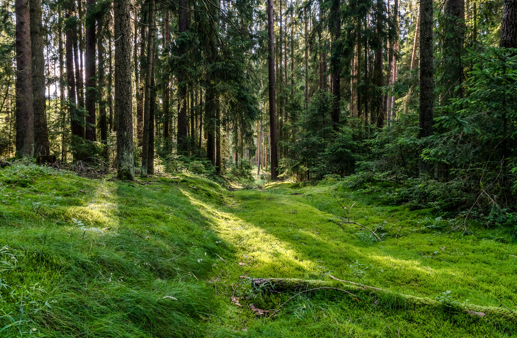 Waldspaziergang