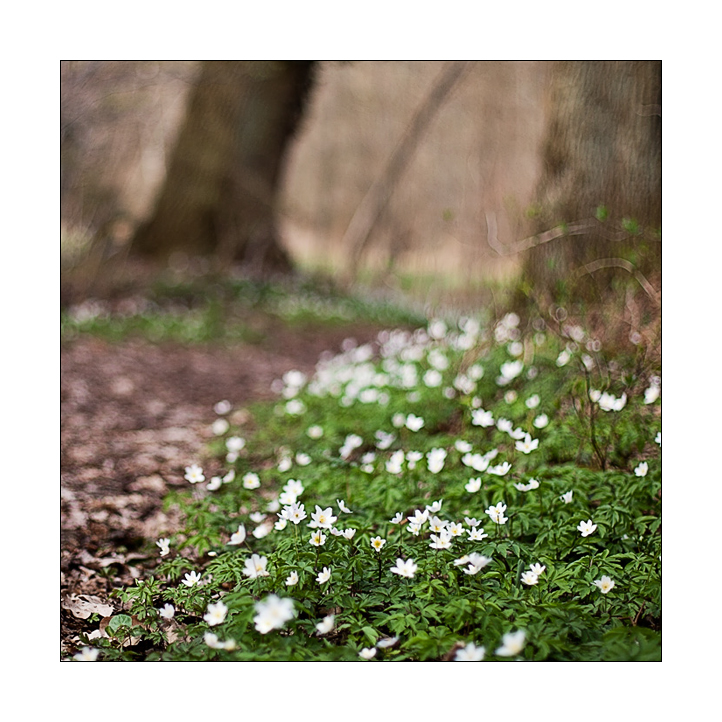 Waldspaziergang