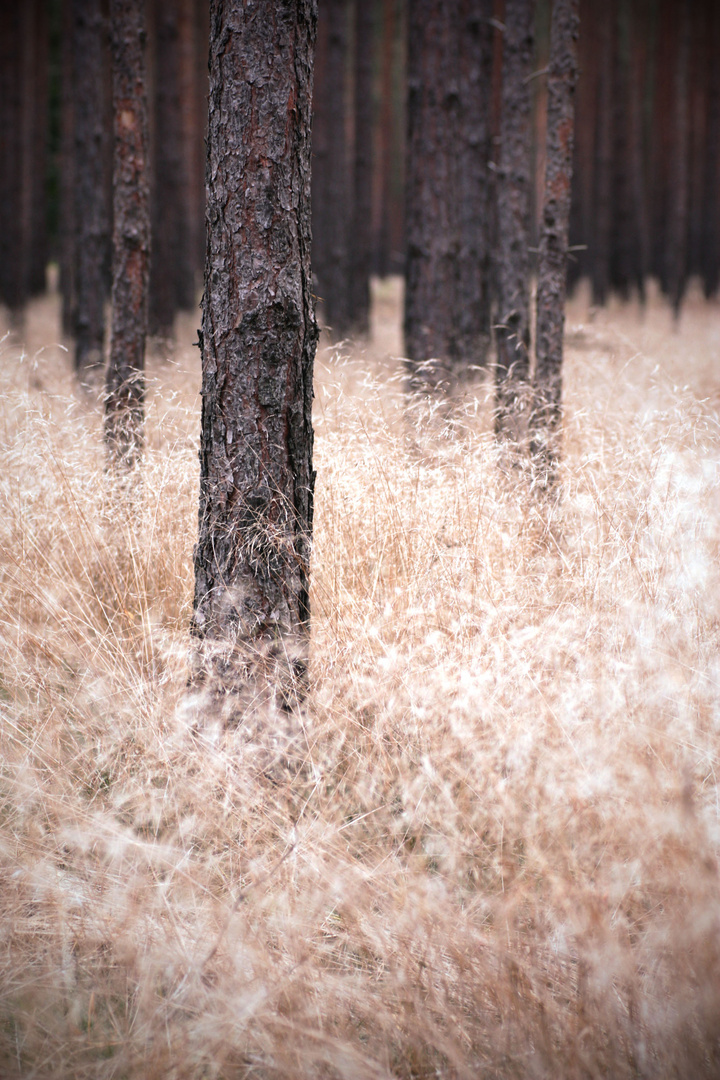 Waldspaziergang