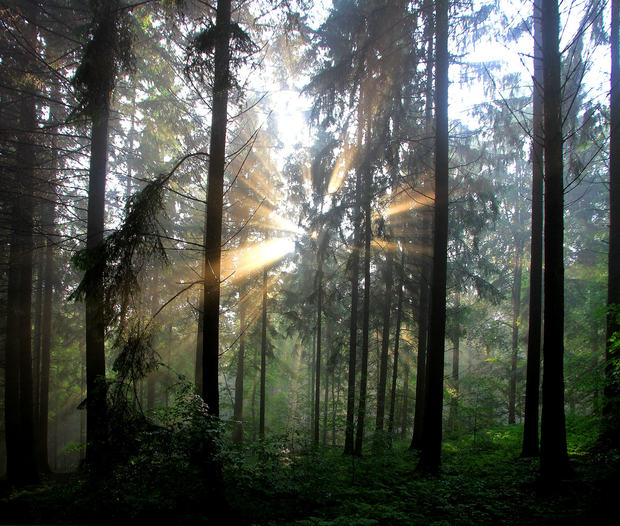 Waldspaziergang