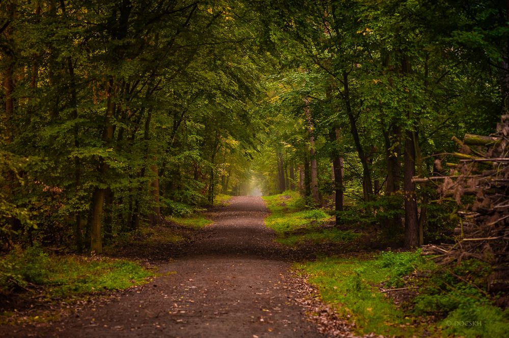 Waldspaziergang