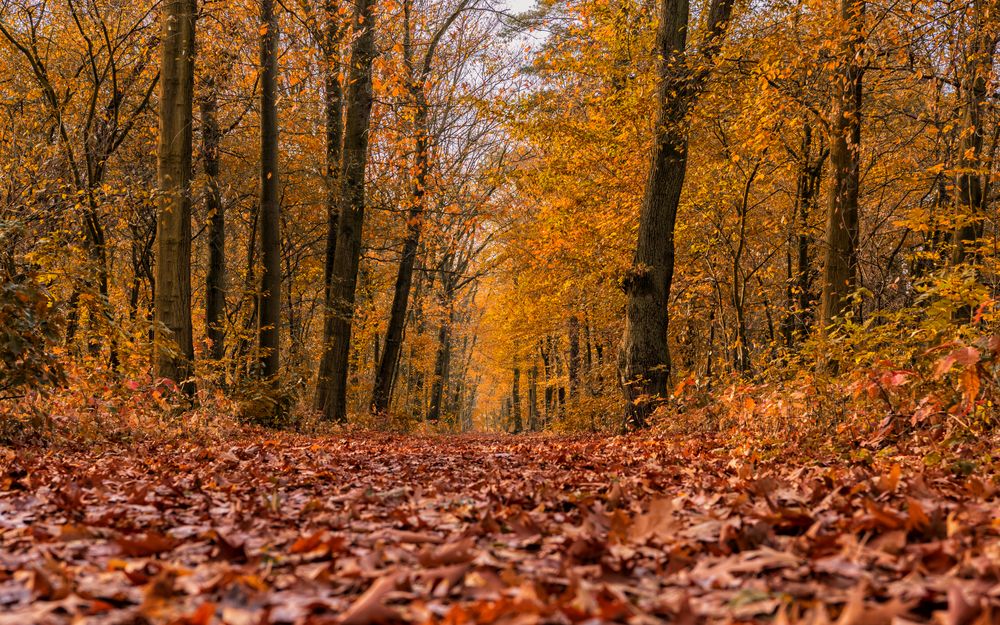 Waldspaziergang