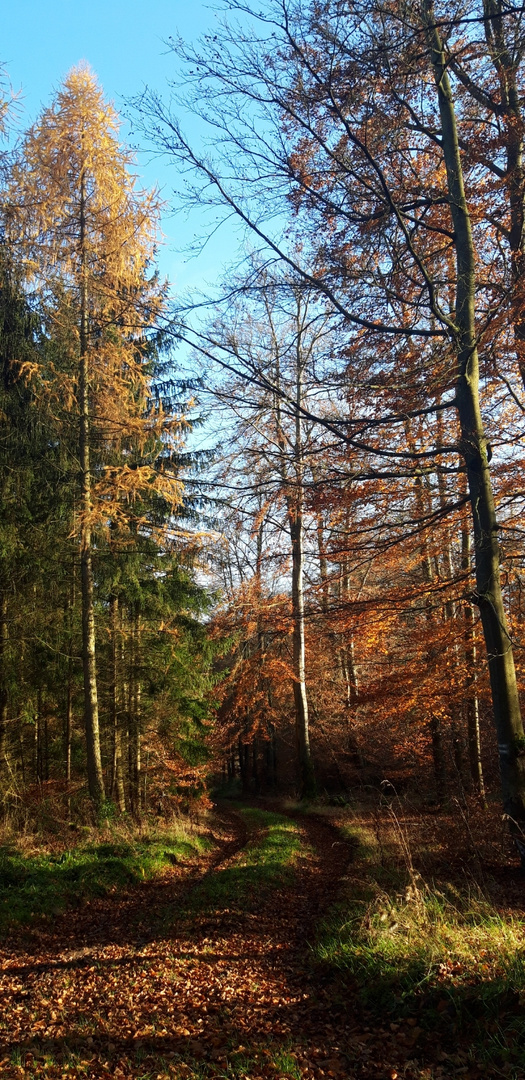 Waldspaziergang