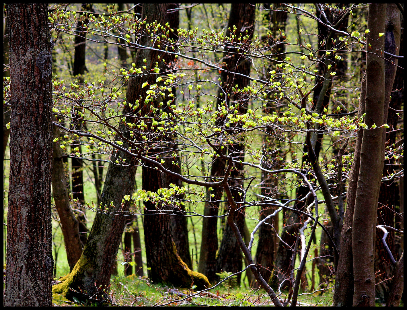 Waldspaziergang