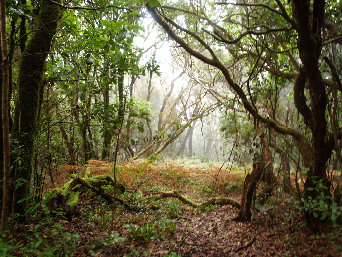 Waldspaziergang