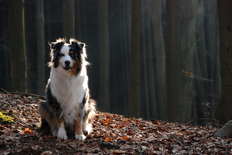 Waldspaziergang