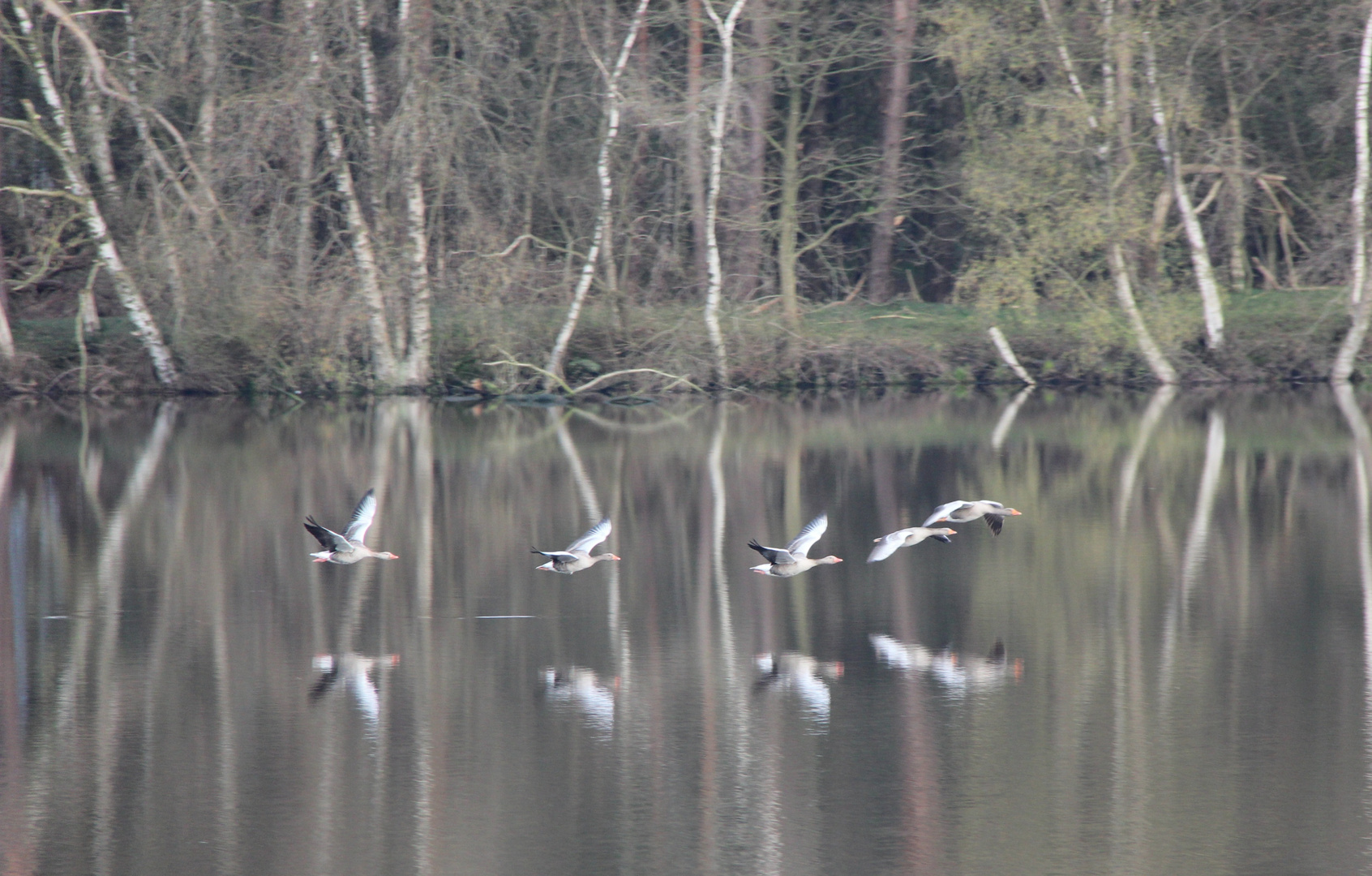 Waldspaziergang 