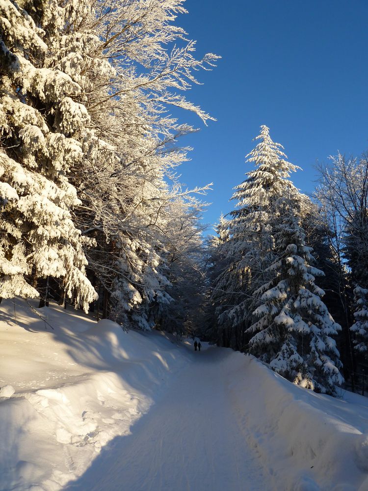 Waldspaziergang