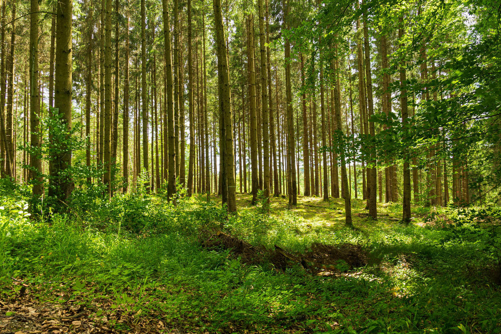 Waldspaziergang