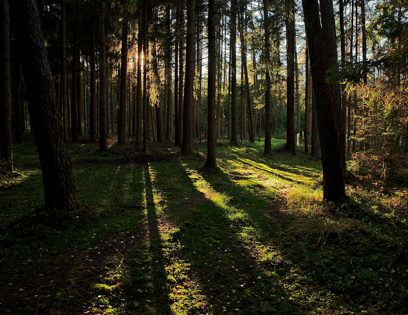 Waldspaziergang