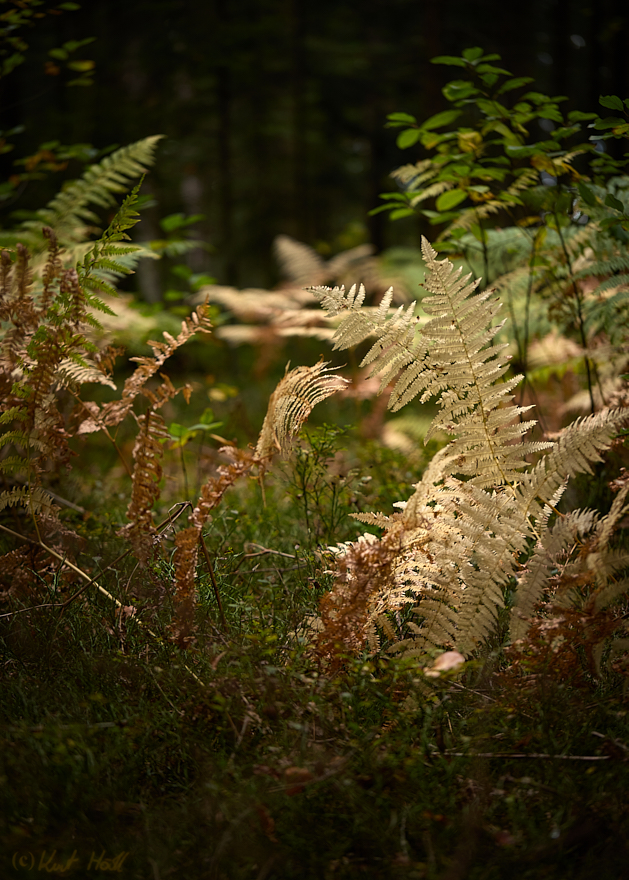 Waldspaziergang...