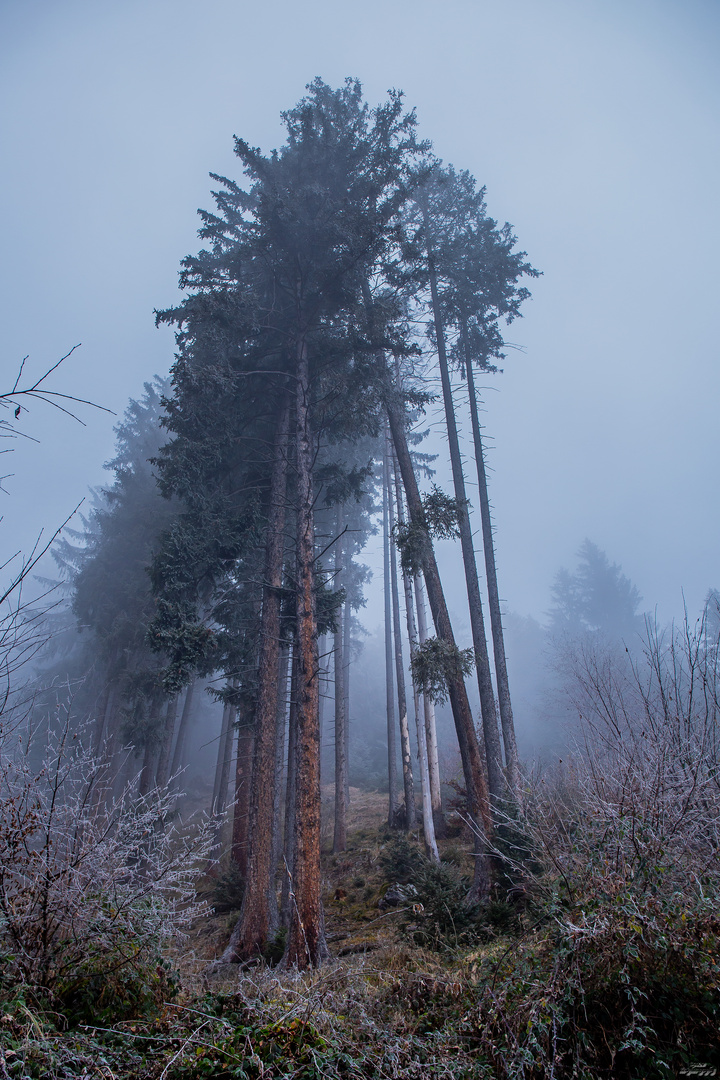 Waldspaziergang