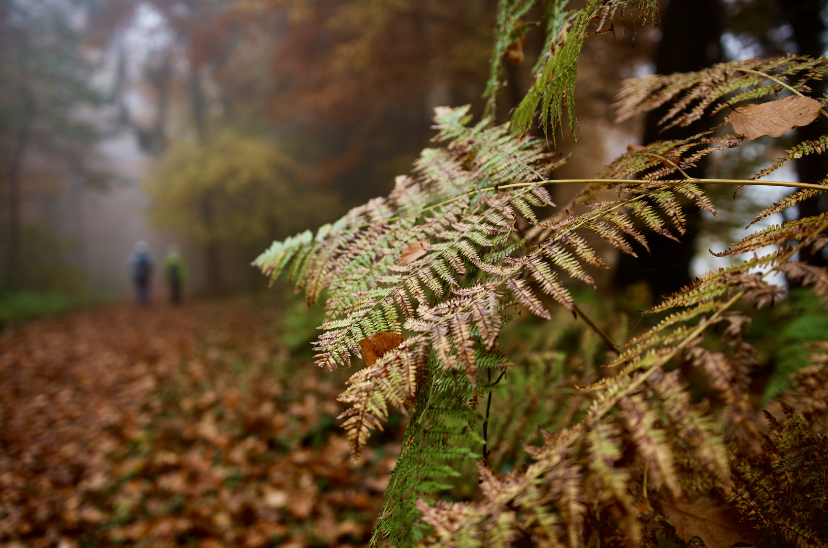 Waldspaziergang