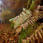 Waldspaziergang