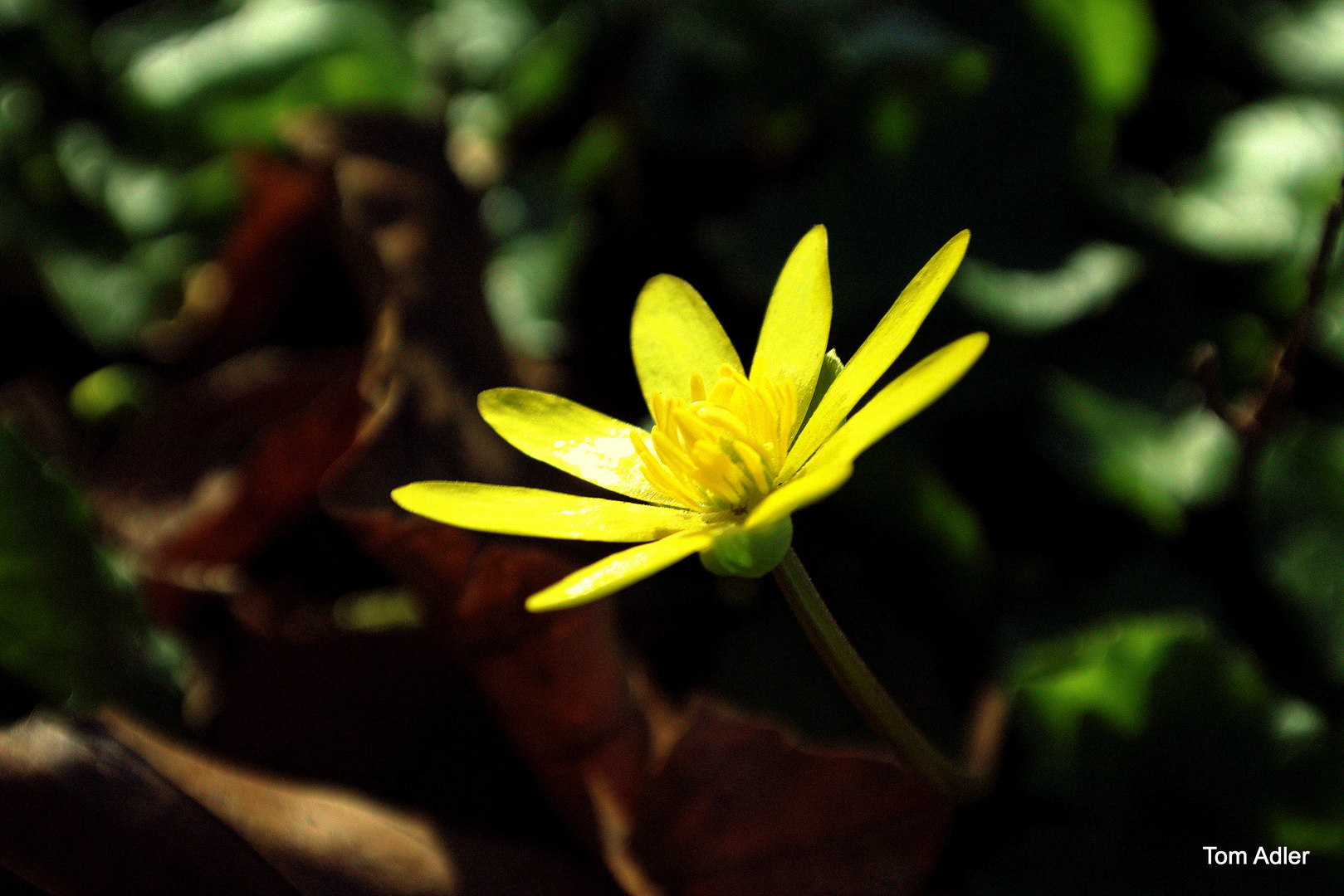 Waldspaziergang