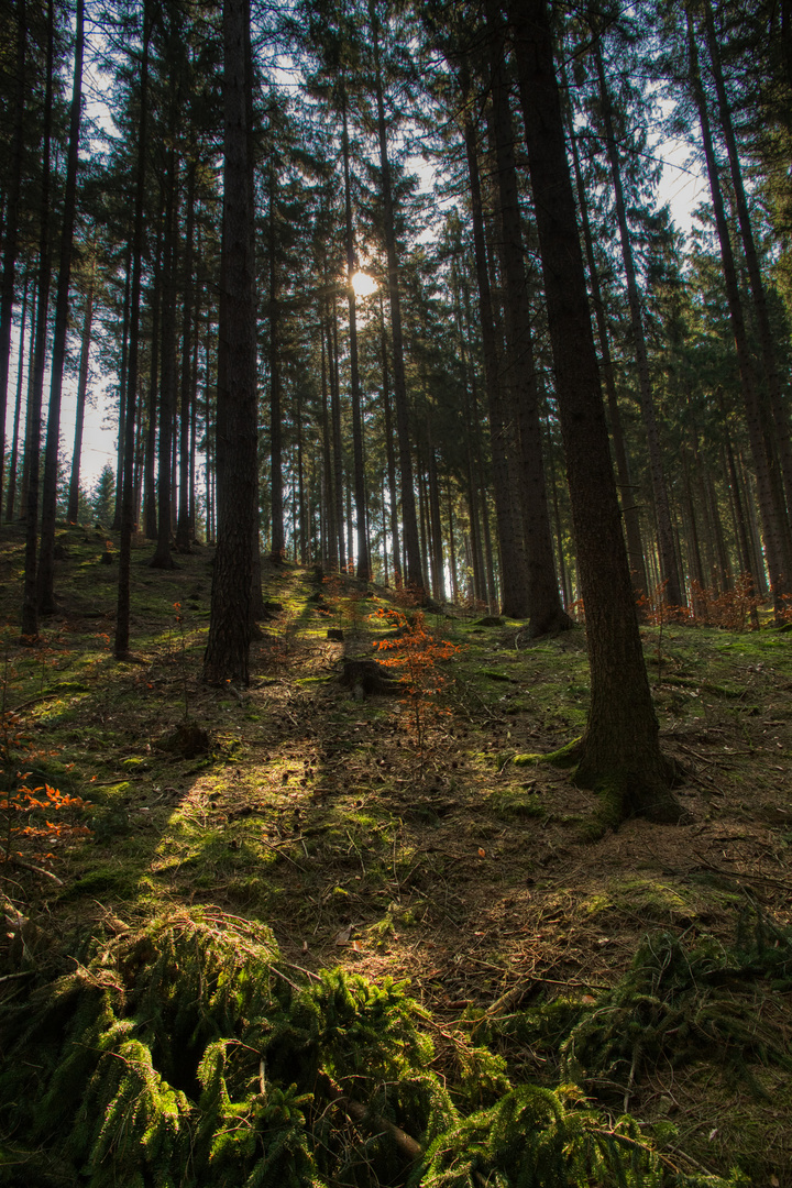 Waldspaziergang