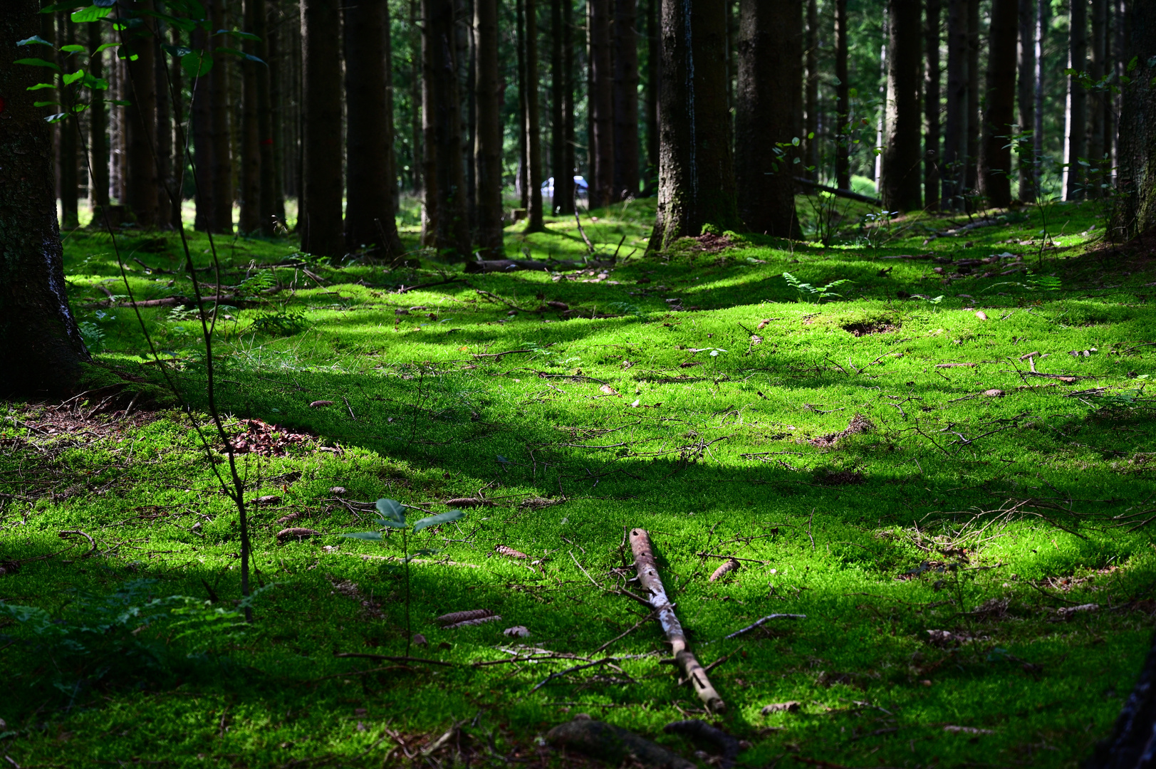 Waldspaziergang