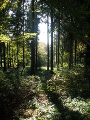 waldspaziergang