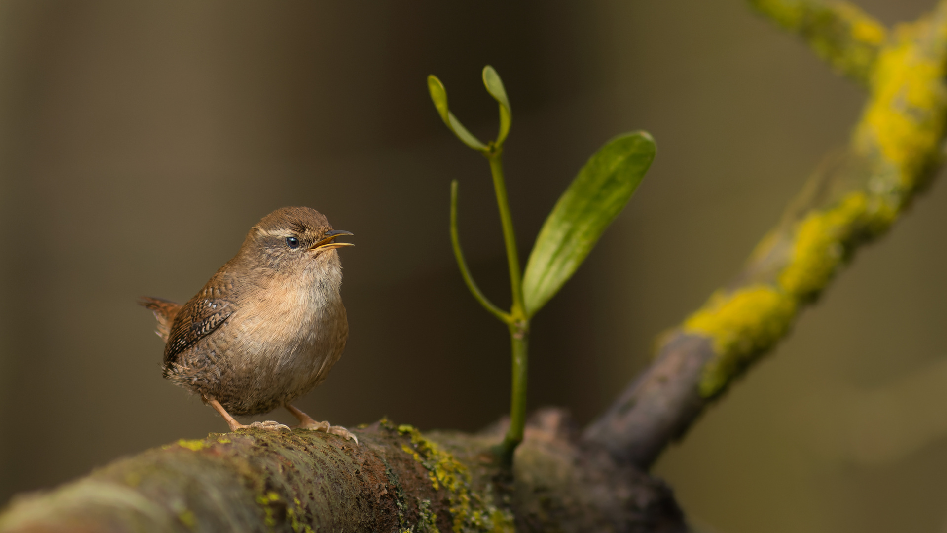 Waldspaziergang