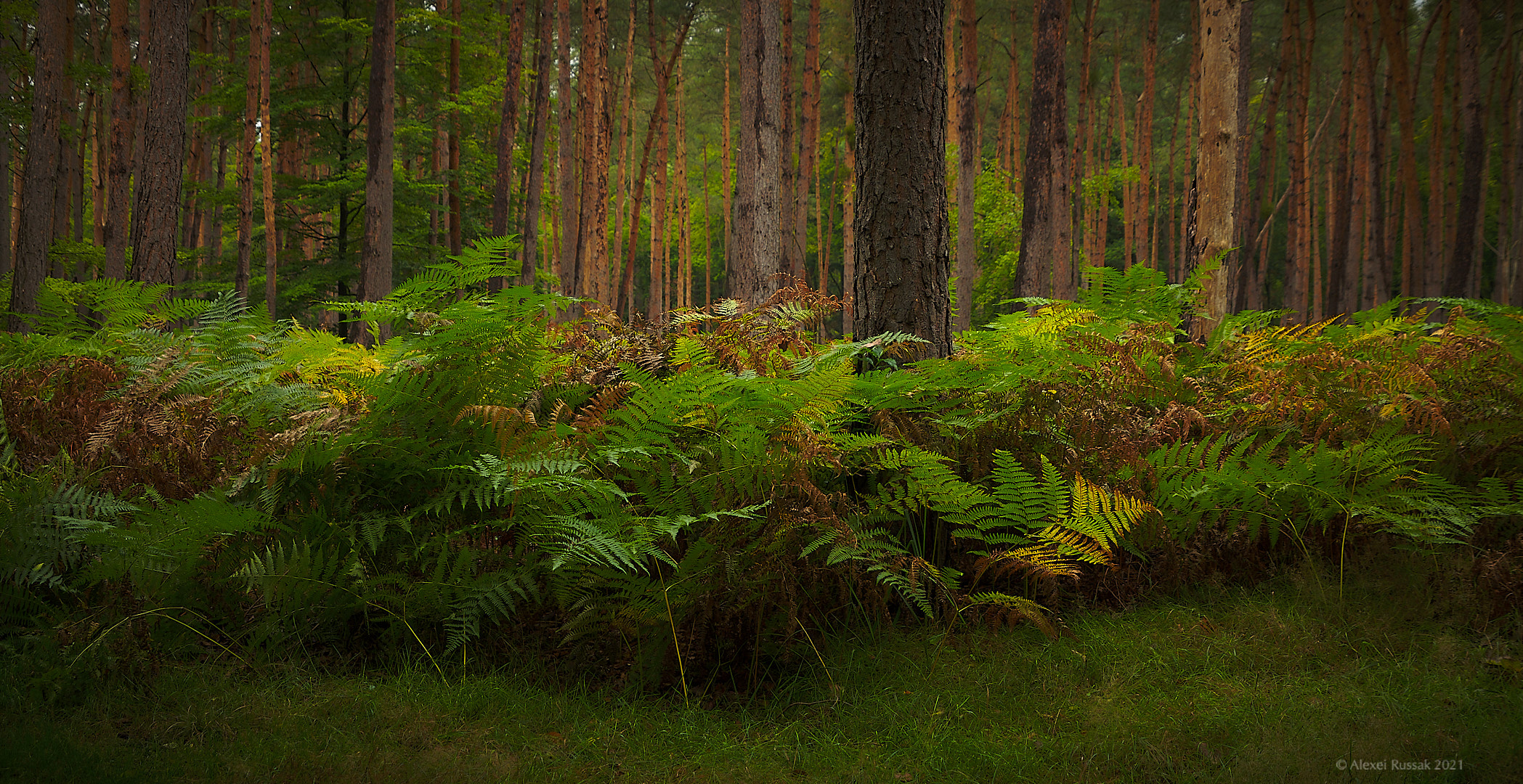 Waldspaziergang #6