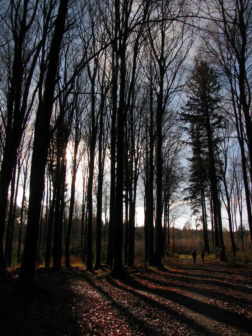 Waldspaziergang