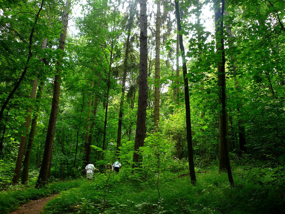 Waldspaziergang