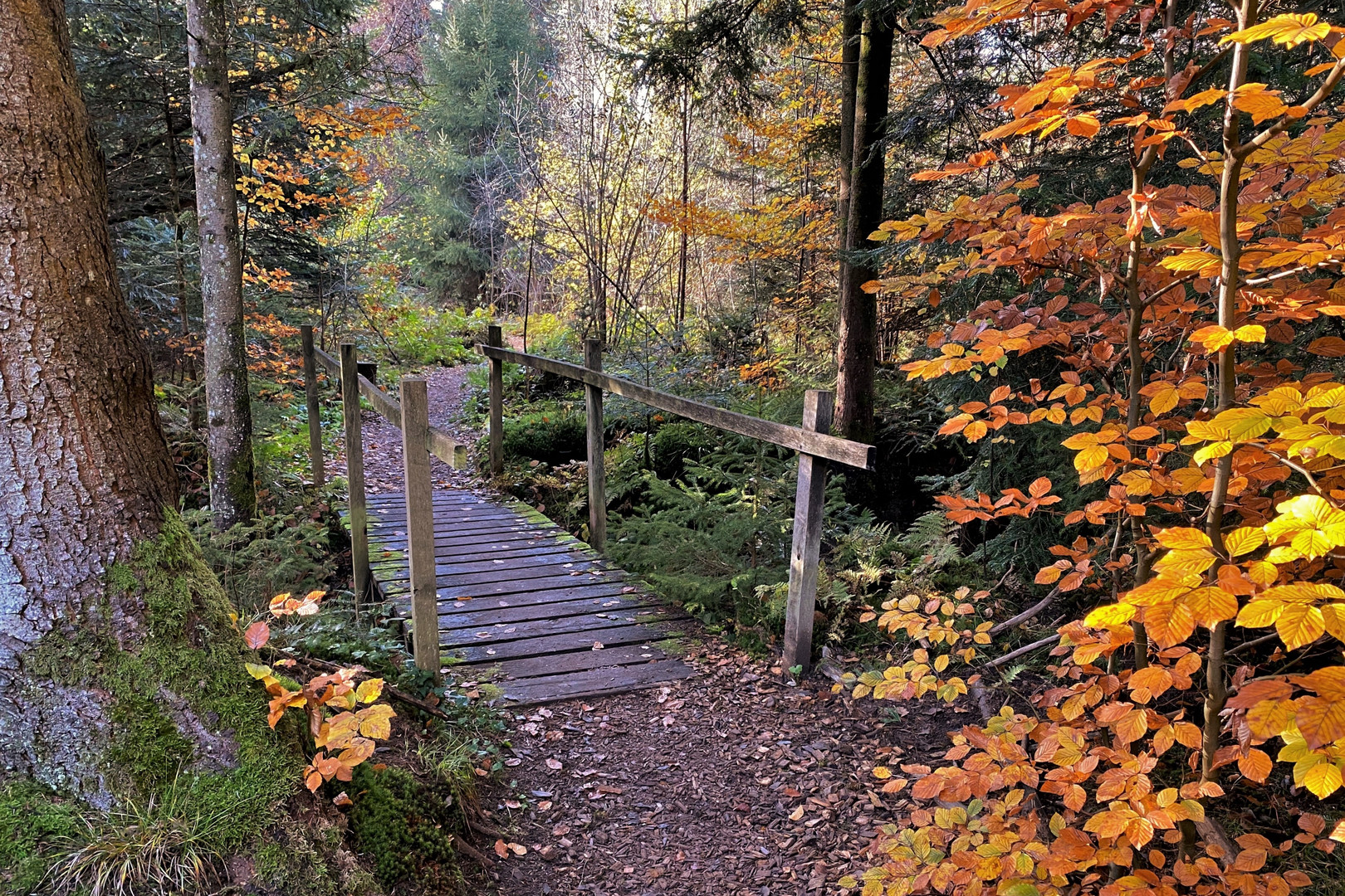 Waldspaziergang