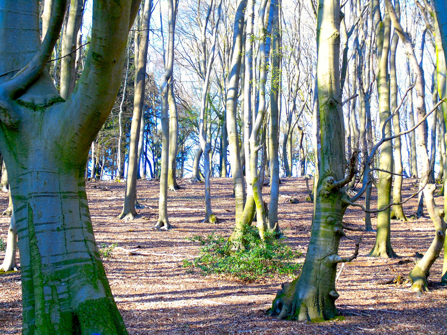 Waldspaziergang..