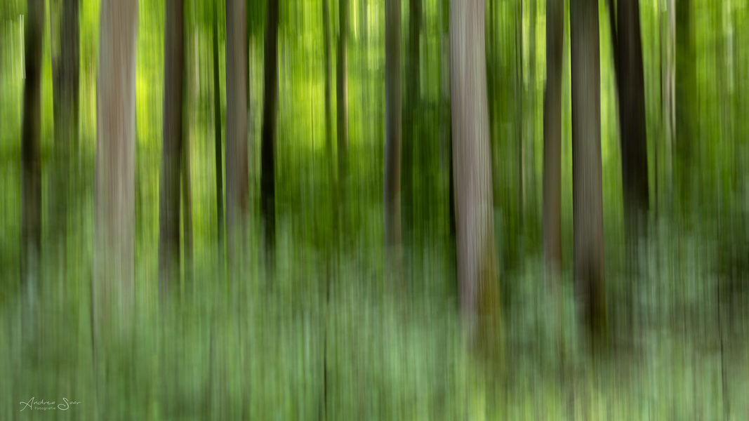 ... Waldspaziergang ...