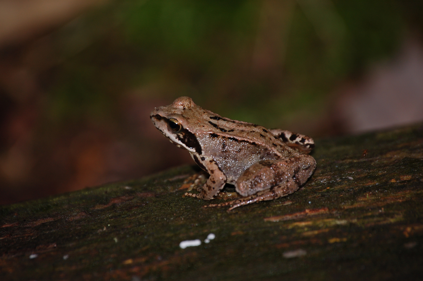 Waldspaziergang ..