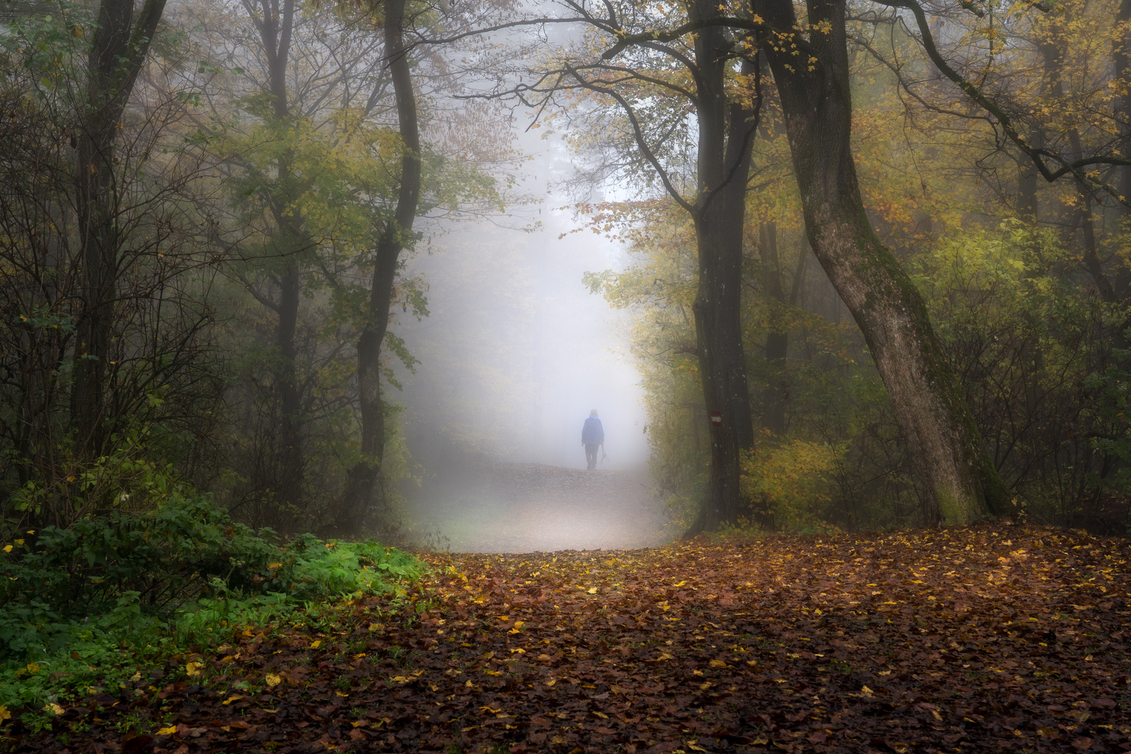 Waldspaziergang