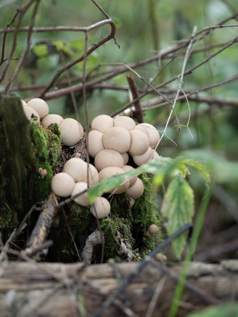 Waldspaziergang