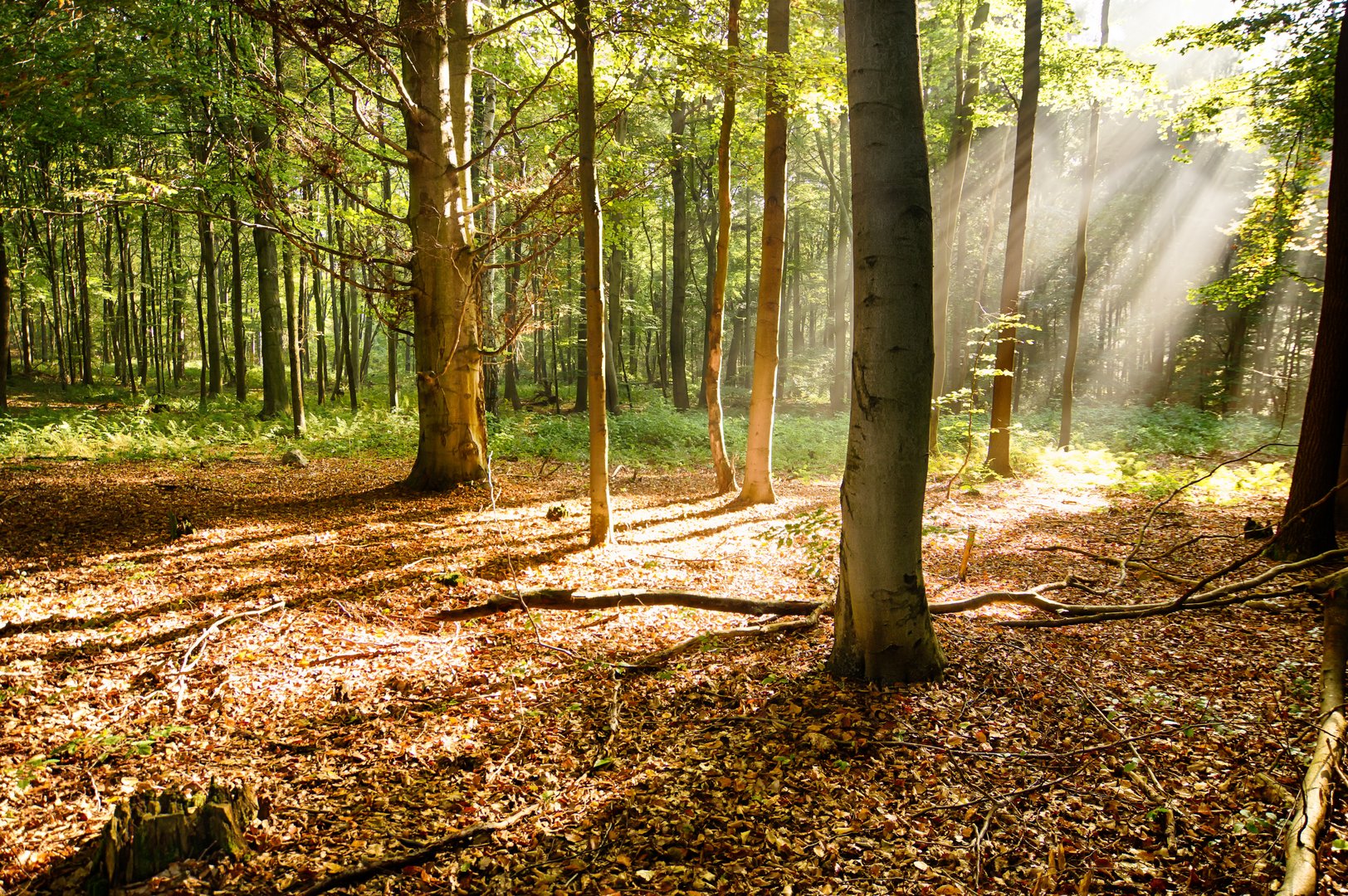 Waldspaziergang