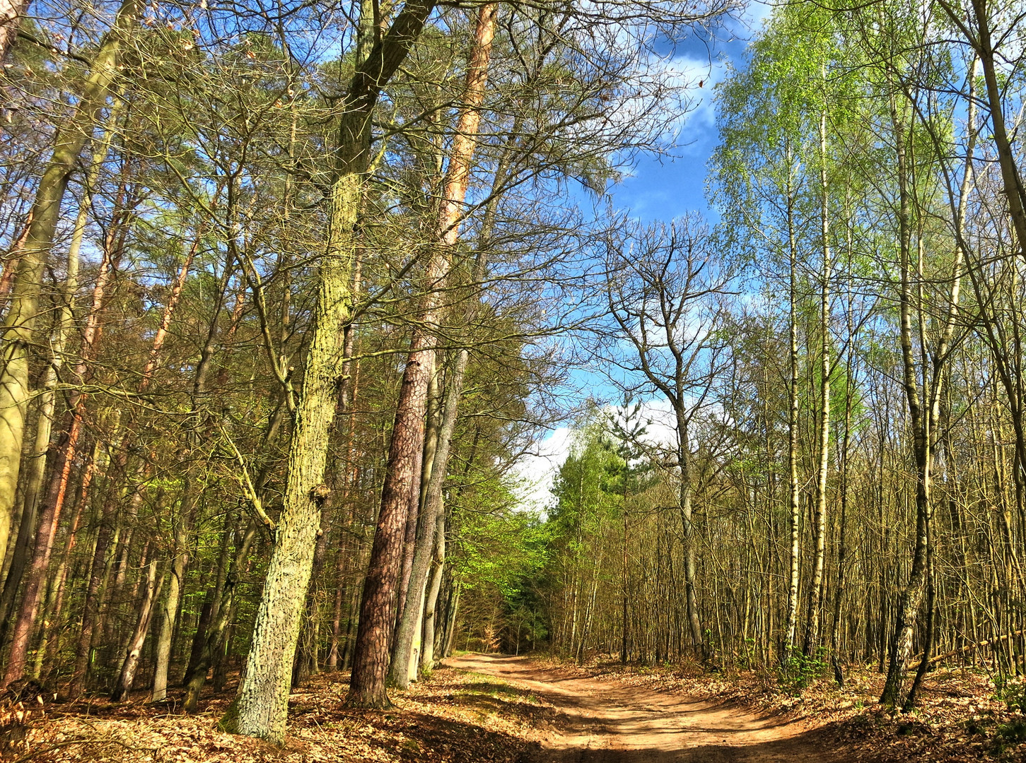 Waldspaziergang 