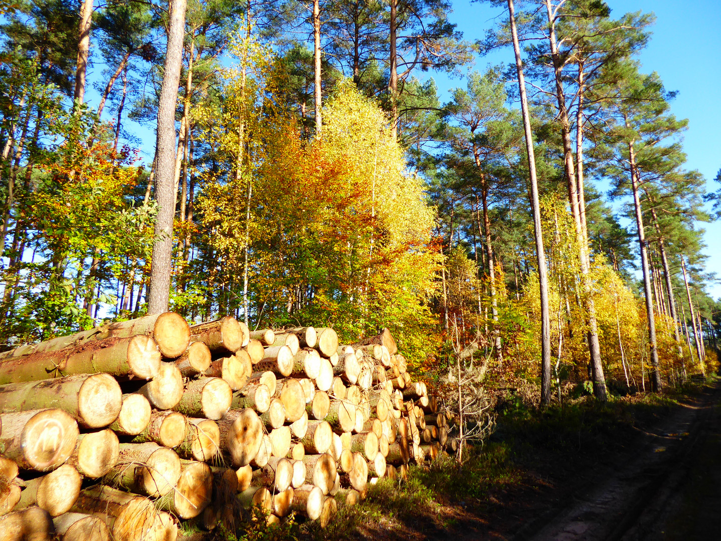 Waldspaziergang