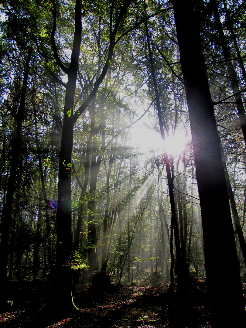 Waldspaziergang