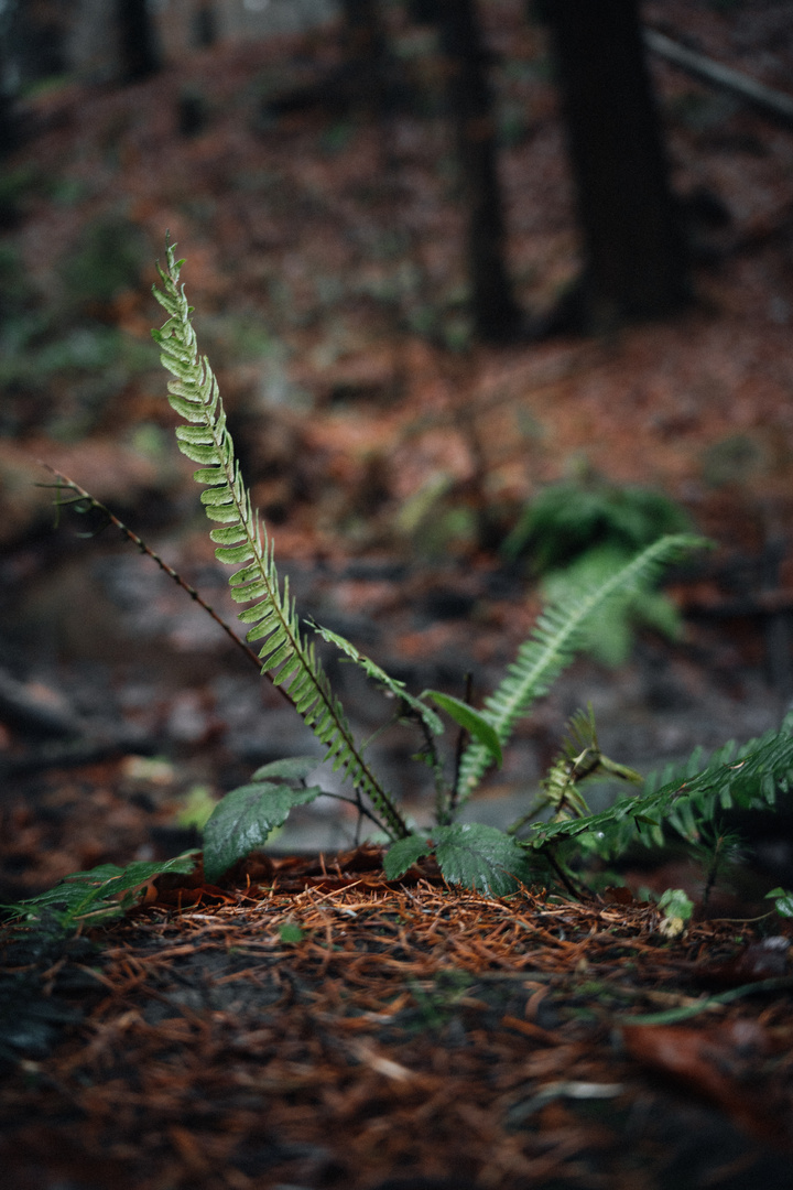 Waldspaziergang