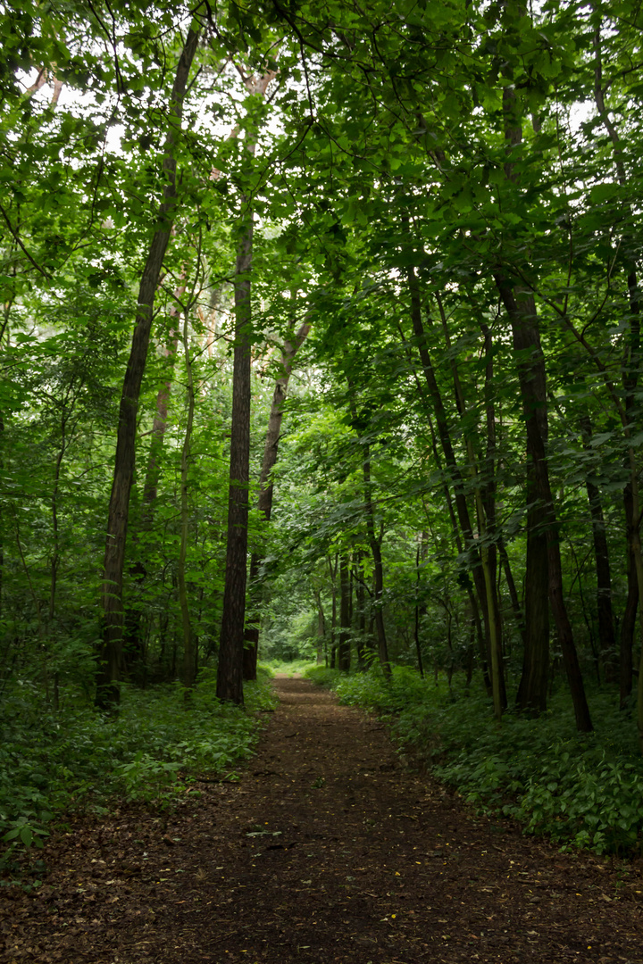 Waldspaziergang